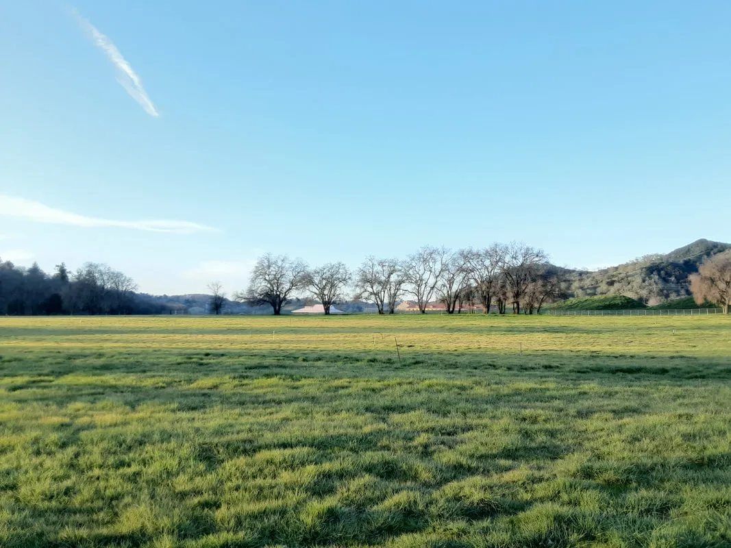 Grass Field